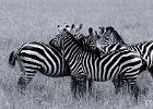 Lean On Me : BW, Kenya, Masi Marah, Zebra